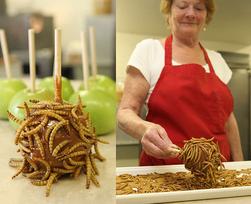 Sweet Lover? How About Insect Candy?