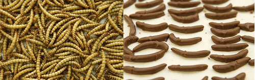 Sweet Lover? How About Insect Candy?