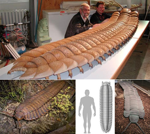 Arthropleura armata