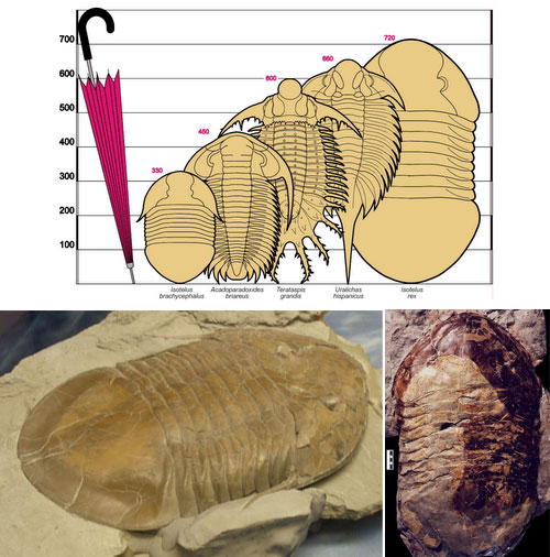 Isotelus rex