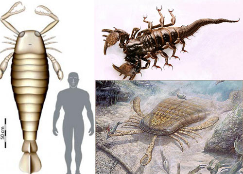 sea scorpion (Eurypterid)