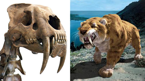 Sabre-toothed tiger