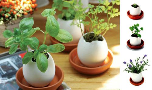 Egg Hatches Plant!