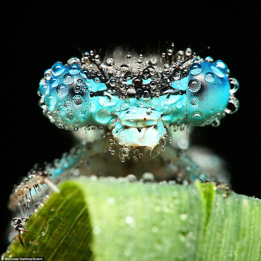 Stunning Macro pictures of Sleeping Insects covered in Water Droplets