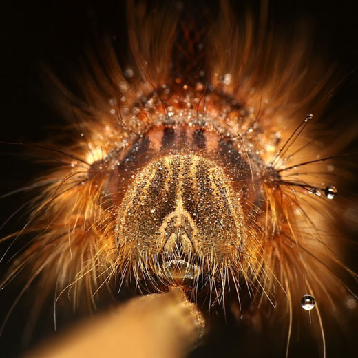 Stunning Macro pictures of Sleeping Insects covered in Water Droplets