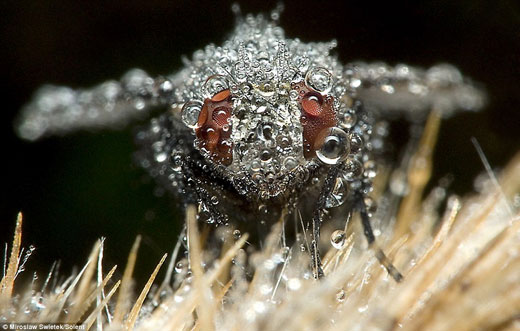 Stunning Macro pictures of Sleeping Insects covered in Water Droplets