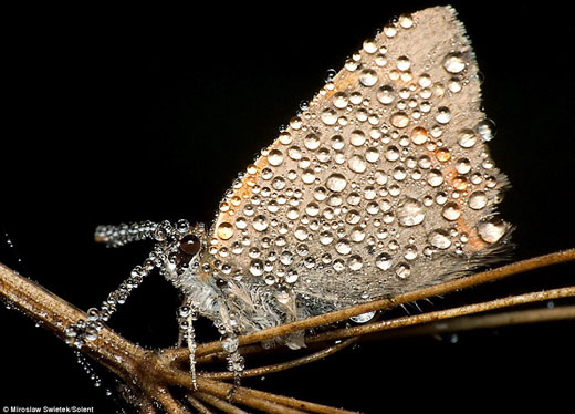 Stunning Macro pictures of Sleeping Insects covered in Water Droplets