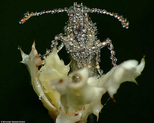 Stunning Macro pictures of Sleeping Insects covered in Water Droplets