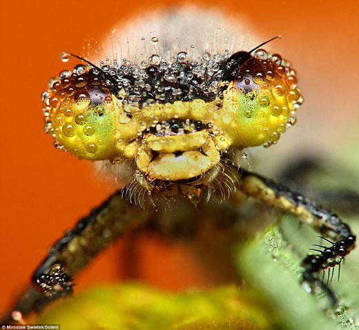 Stunning Macro pictures of Sleeping Insects covered in Water Droplets