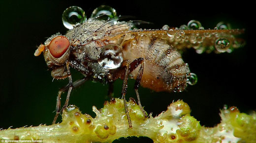 Stunning Macro pictures of Sleeping Insects covered in Water Droplets