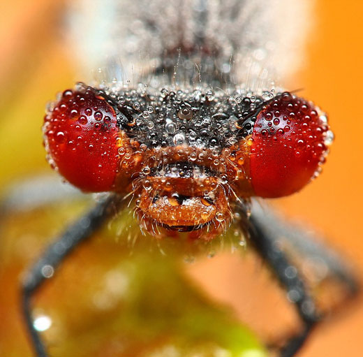 Stunning Macro pictures of Sleeping Insects covered in Water Droplets