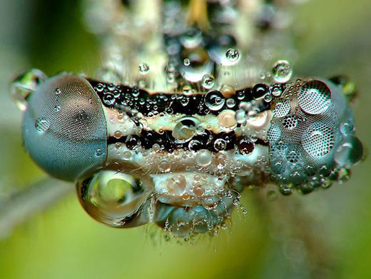 Stunning Macro pictures of Sleeping Insects covered in Water Droplets