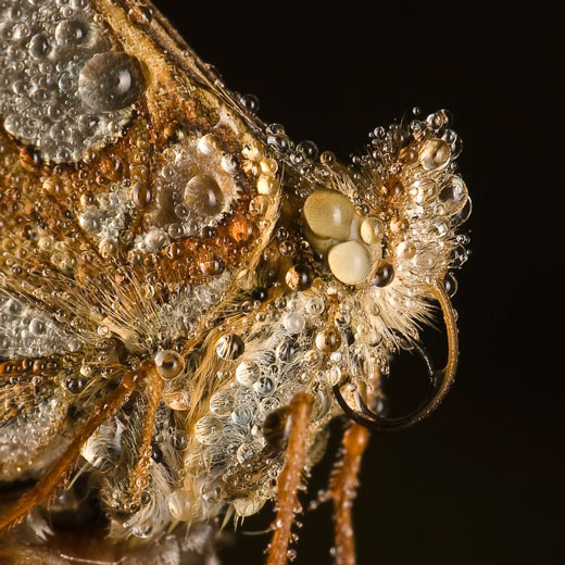 Stunning Macro pictures of Sleeping Insects covered in Water Droplets