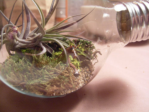 Light bulb terrariums - the industrial aesthetic meets nature!