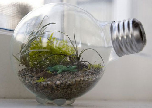 Light bulb terrariums - the industrial aesthetic meets nature!