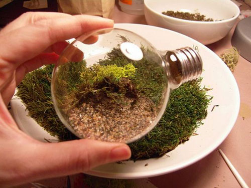 Light bulb terrariums - the industrial aesthetic meets nature!