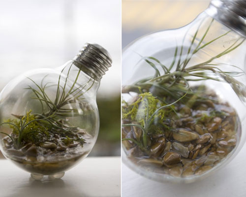 Light bulb terrariums - the industrial aesthetic meets nature!