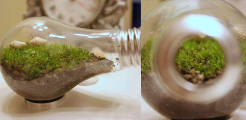 Light bulb terrariums - the industrial aesthetic meets nature!