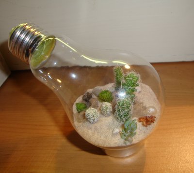 Light bulb terrariums - the industrial aesthetic meets nature!