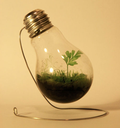 Light bulb terrariums - the industrial aesthetic meets nature!