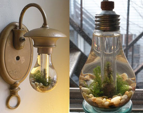 Light bulb terrariums - the industrial aesthetic meets nature!