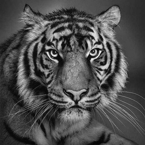 Incredible Pencil Art from Paul Lung