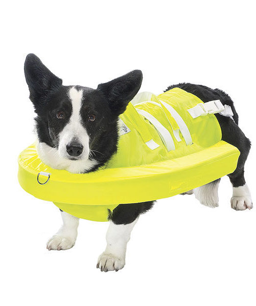 Innovative shop dog products