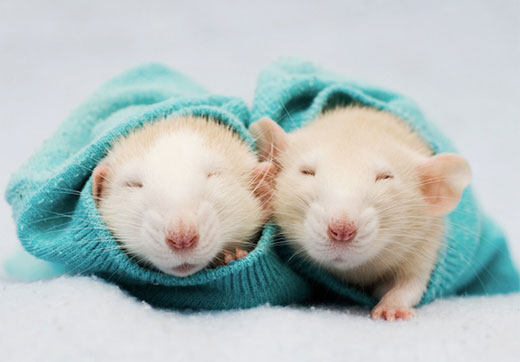 Incredibly Cute Rats Photography by Jessica Florence