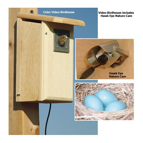 Birdhouse Spy Cam Hawk Eye Miniature Nature Cam for Wildlife Viewing