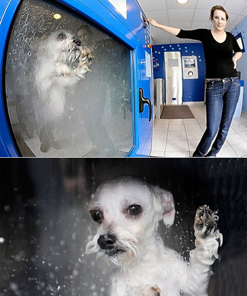 The Dog-O-Matic Dog Washing Machine