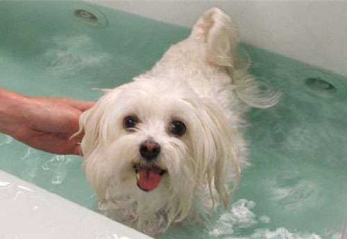 A Hot Tub for Dogs
