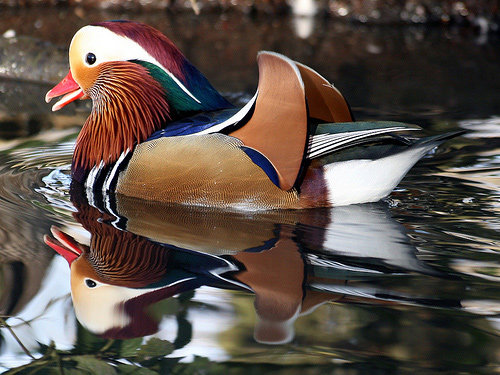 Beautiful Reflection Photography