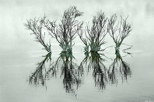 Beautiful Reflection Photography