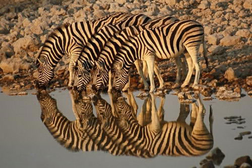 Beautiful Reflection Photography