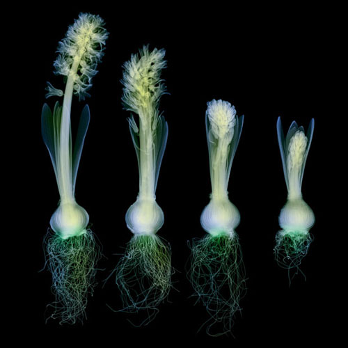 Amazing X-rays Flower Photography From Hugh Turvey