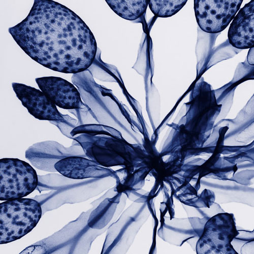 Amazing X-rays Flower Photography From Hugh Turvey