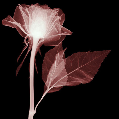 Amazing X-rays Flower Photography From Hugh Turvey - Design Swan