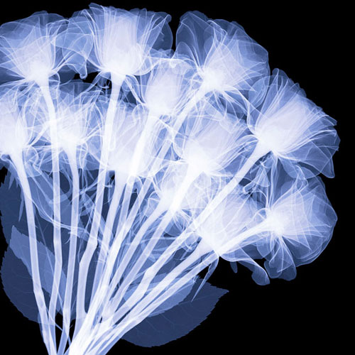 Amazing X-rays Flower Photography From Hugh Turvey