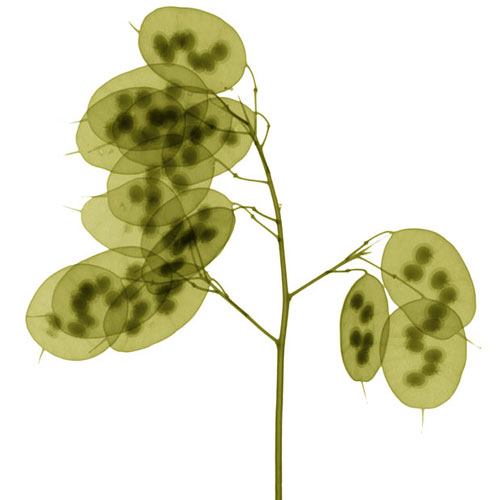 Amazing X-rays Flower Photography From Hugh Turvey