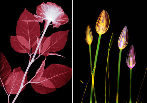 Amazing X-rays Flower Photography From Hugh Turvey