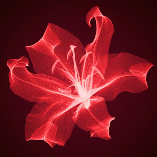 Amazing X-rays Flower Photography From Hugh Turvey