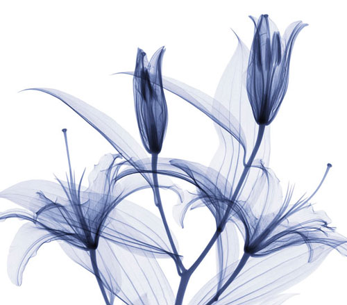 Amazing X-rays Flower Photography From Hugh Turvey