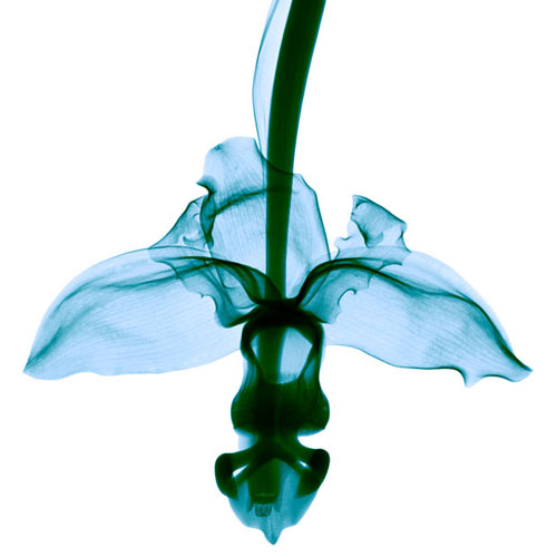 Amazing X-rays Flower Photography From Hugh Turvey