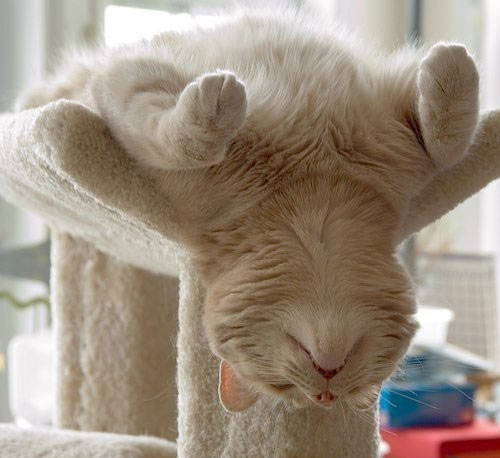 22 Funny Sleeping Cat Pictures