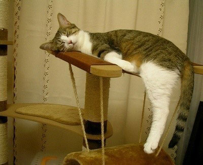 22 Funny Sleeping Cat Pictures