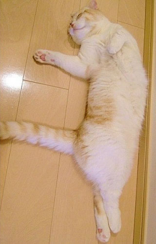 22 Funny Sleeping Cat Pictures