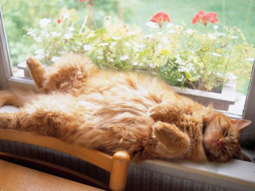 22 Funny Sleeping Cat Pictures