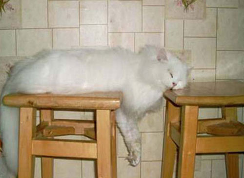 22 Funny Sleeping Cat Pictures