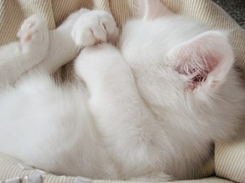 22 Funny Sleeping Cat Pictures