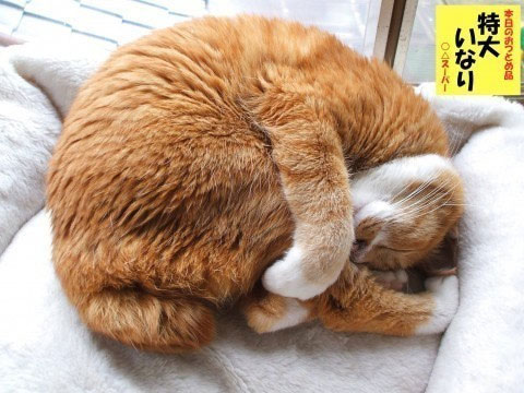 22 Funny Sleeping Cat Pictures